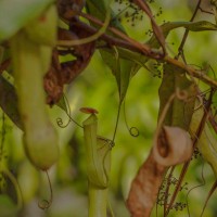 Nepenthes distillatoria L.